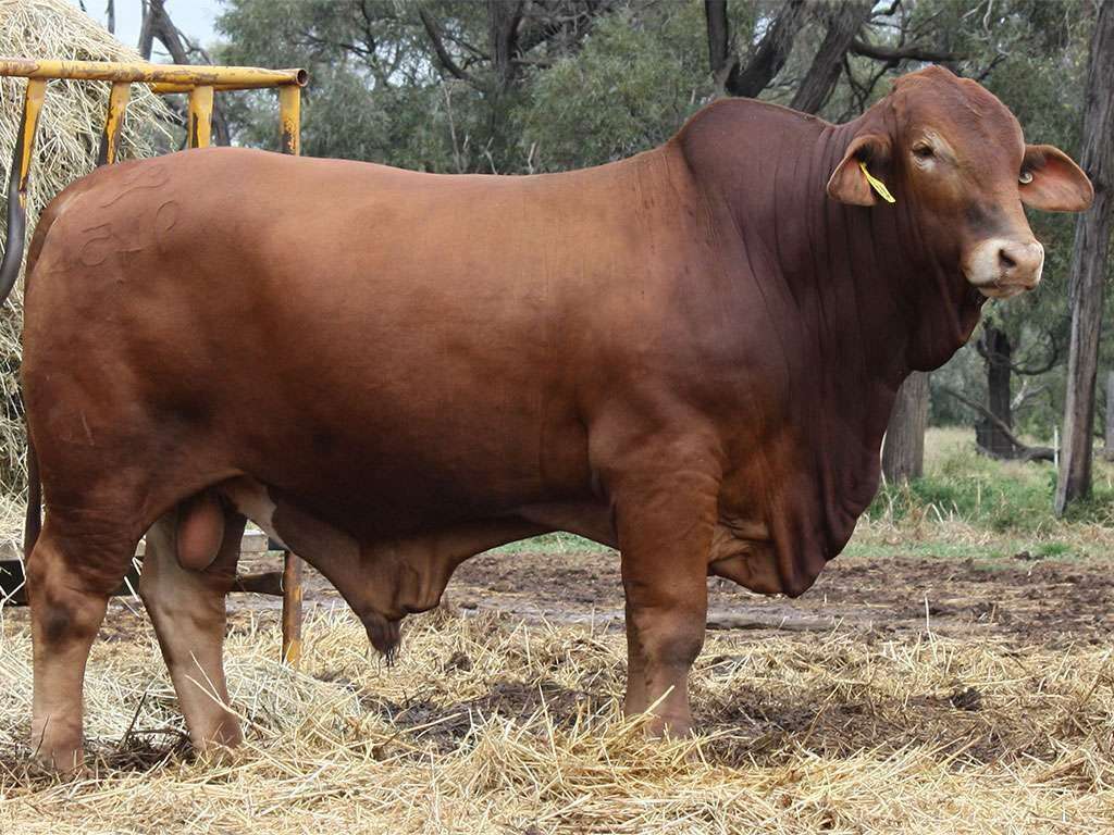 Lot 16