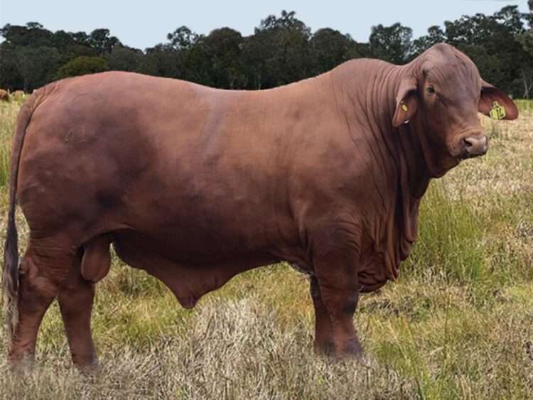 Yellowwood Solomon (P) D5