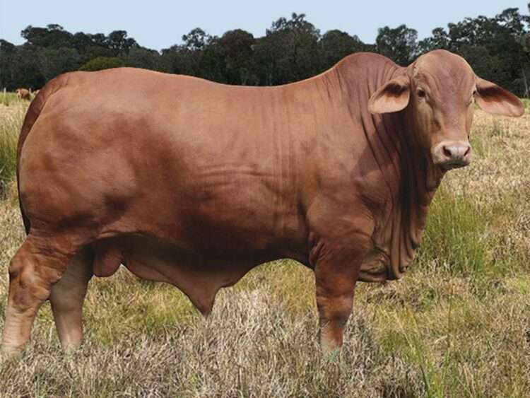 Yellowwood Salem (S) D5