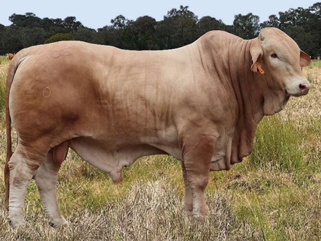 Lot 19