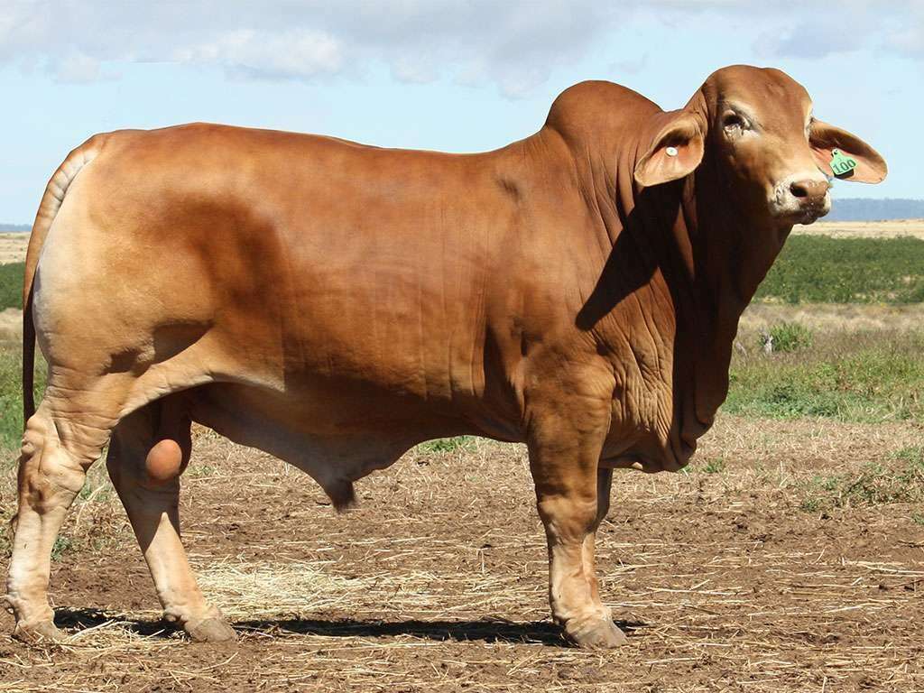 Lot 2 Wingfield Redgwood 3100