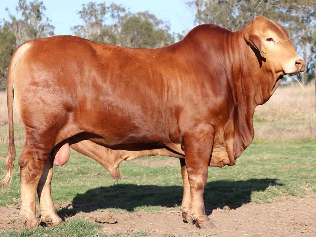 LOT 22. Amavale Peacemaker (P) D5