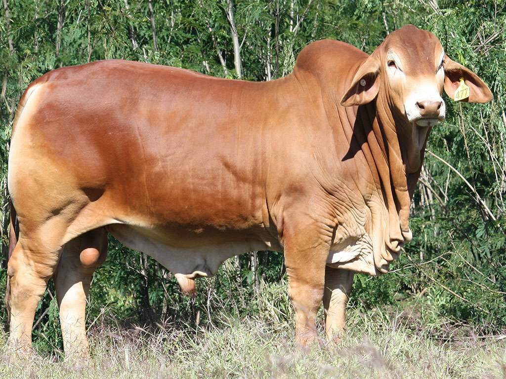 Lot 25 Minlacowie Zaffar 9477 PP