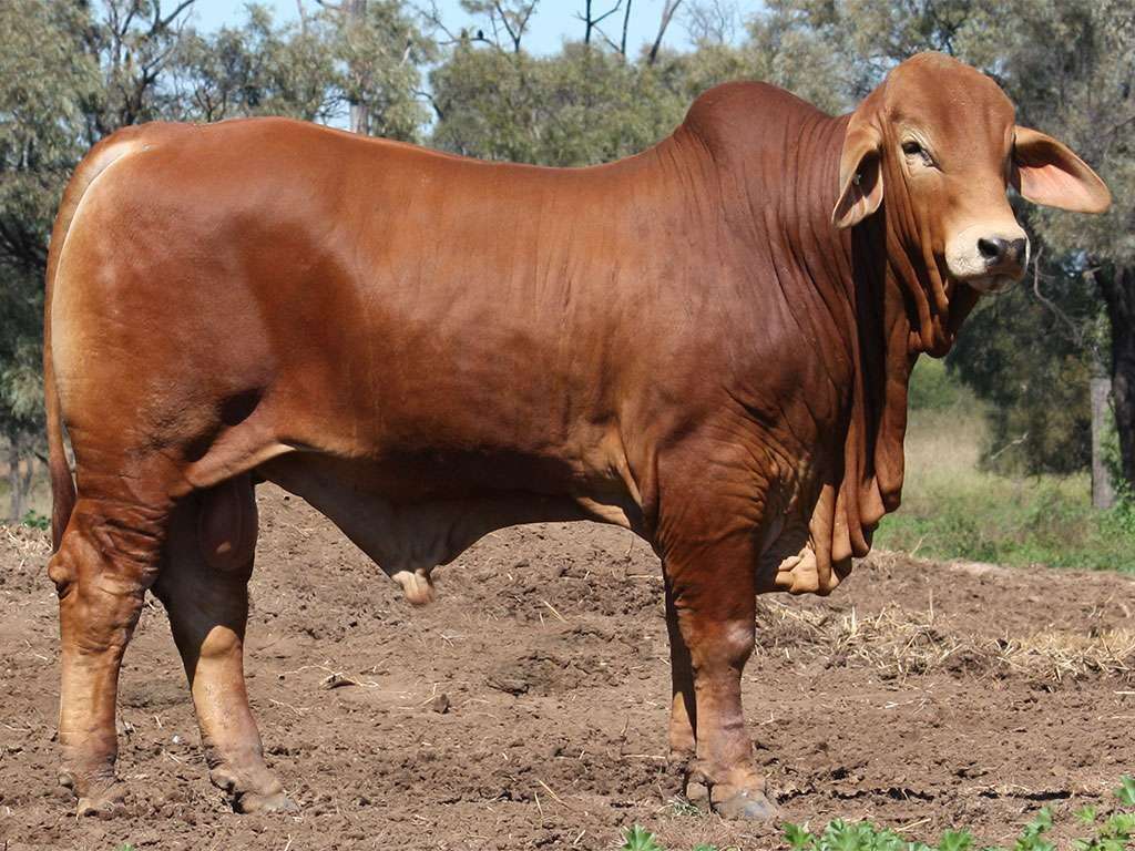 Lot 27 Minlacowie Zulu