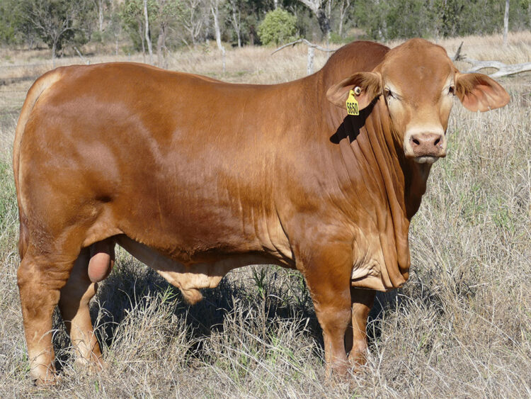 Strathfield Presley (HP) D5