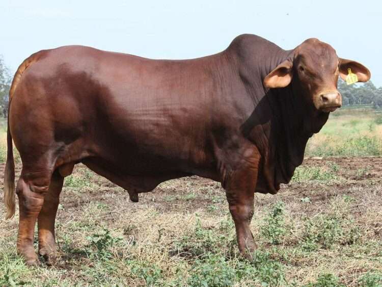 Minlacowie Zulan 9417 (P) D5