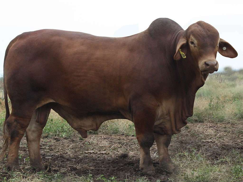 Lot 29