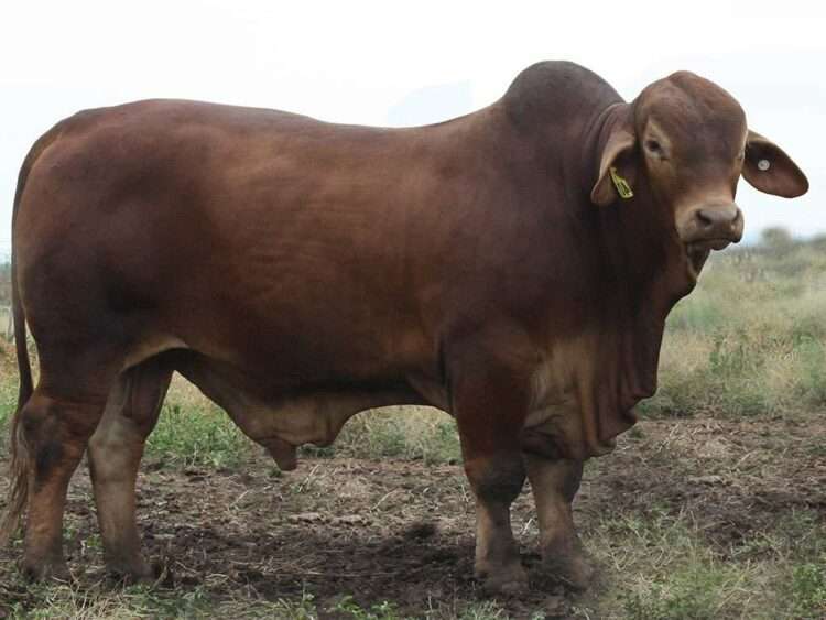 Minlacowie Yoshi 9400 (S) D5