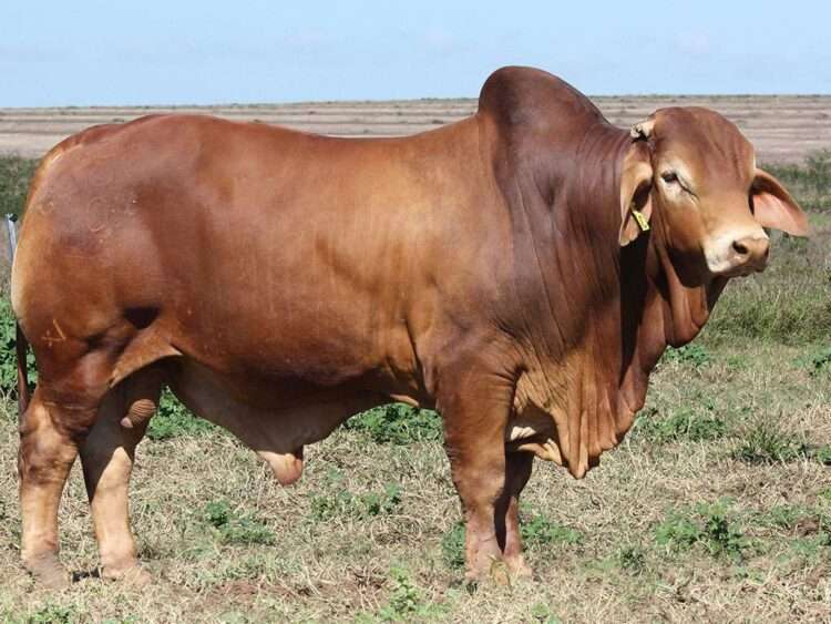 Minlacowie Yardvark 9340 (H)D2