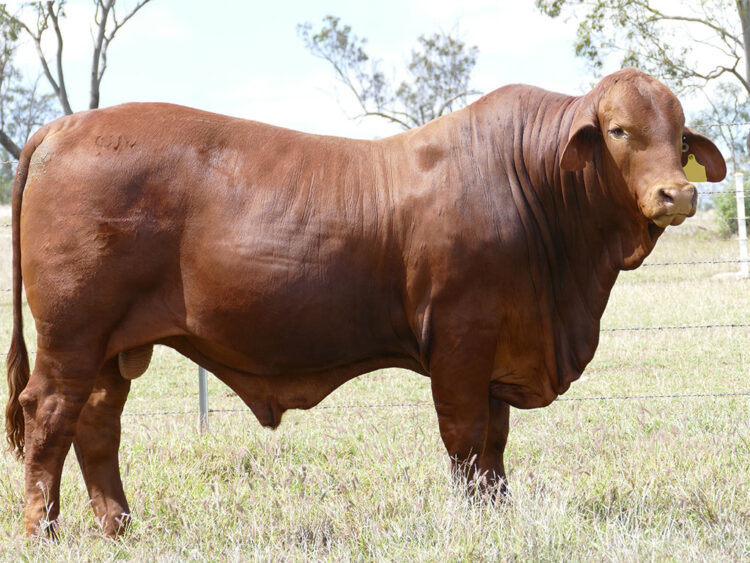 Strathfield Pictor (PP) D5