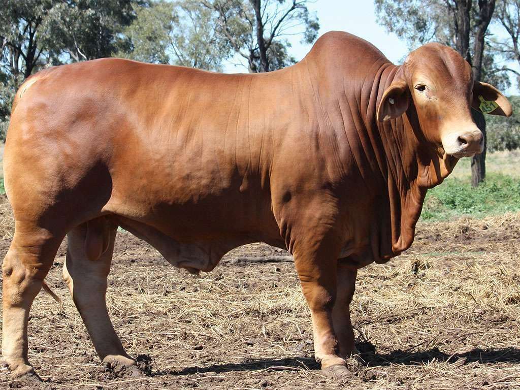 Lot 31