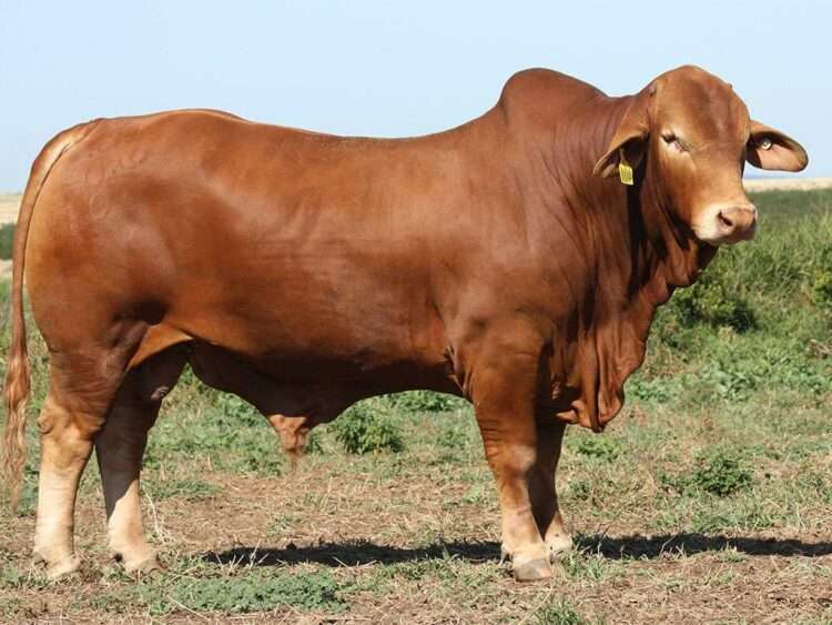 Minlacowlie Yasir 9401 (P) D5