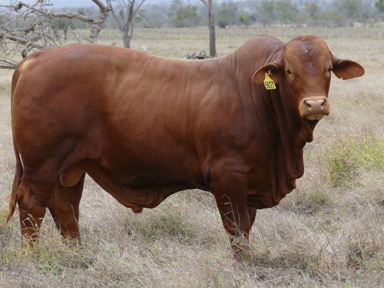Strathfield Pablo (HP) D5