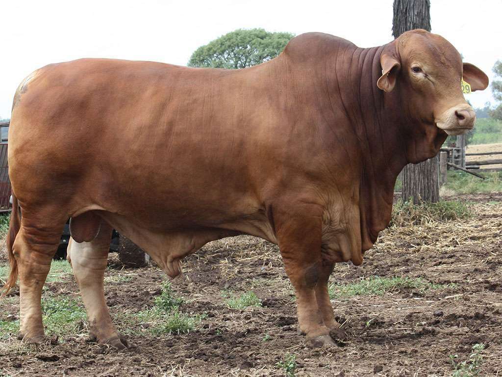Lot 33