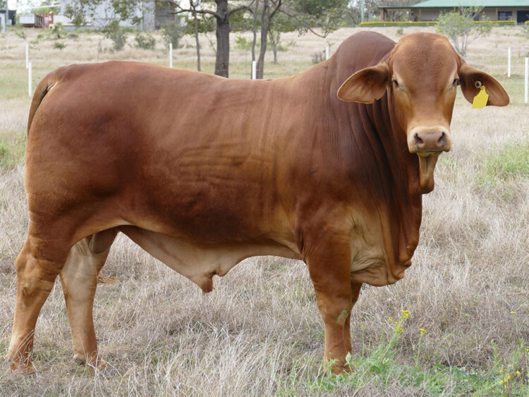 Strathfield Porter (HP) D5