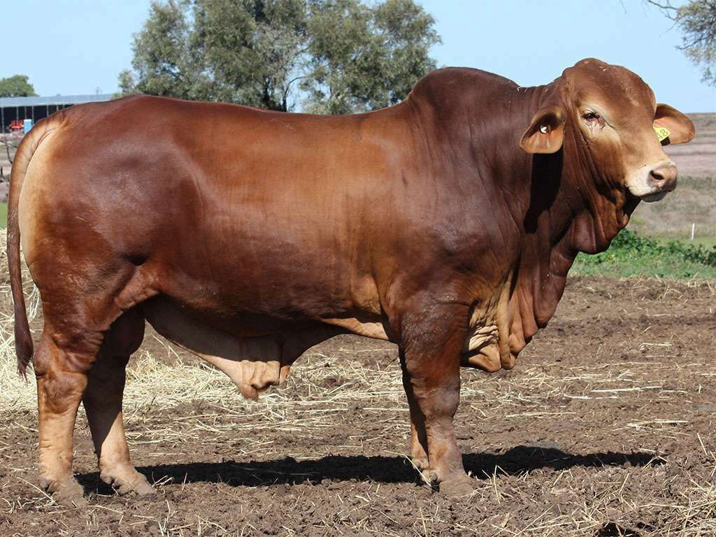 Lot 34 Minlacowie Zack 9448