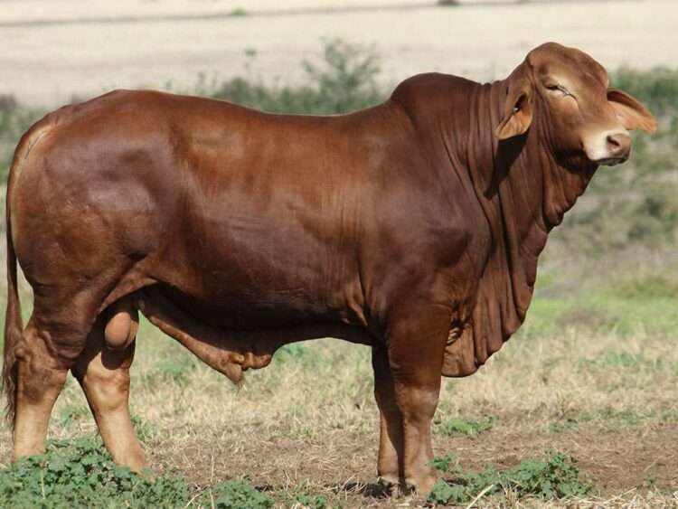 Minlacowie Yahoodoo 26-0 (P)