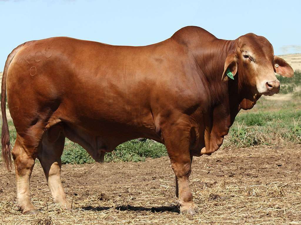 Lot 37 Remington 3099