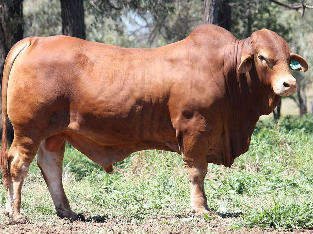 Lot 38