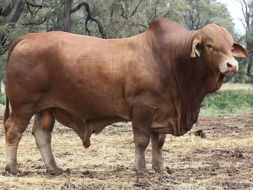 Lot 39