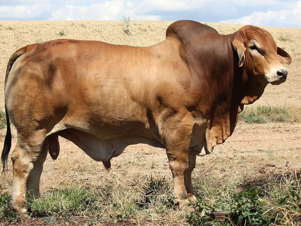 Lot 4