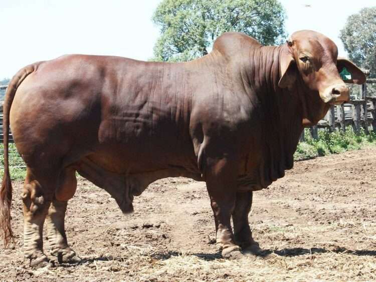 Wingfield Shamrock 3072 (H)