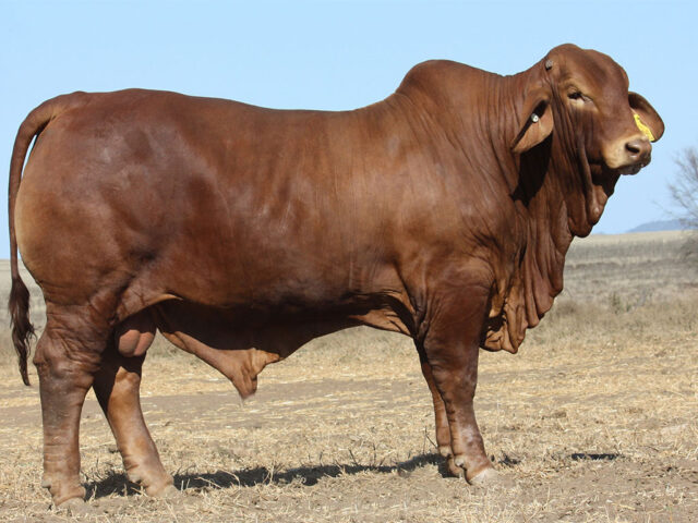 Lot 40, Minlacowie Capone 10047 (PH)