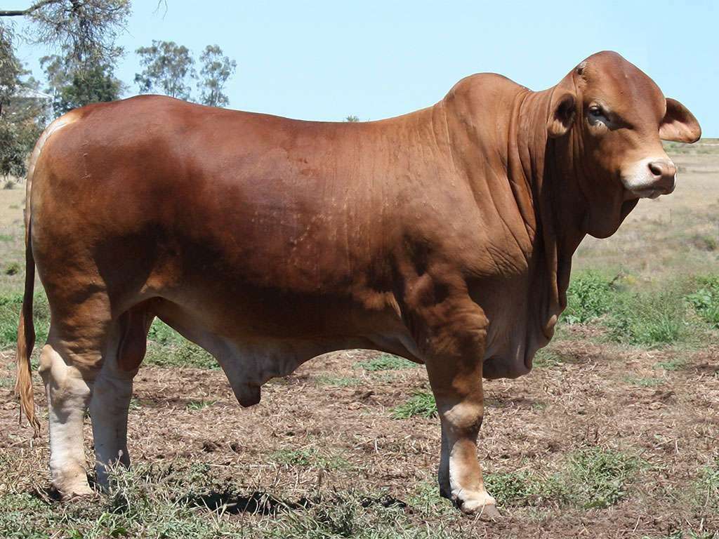 Lot 42