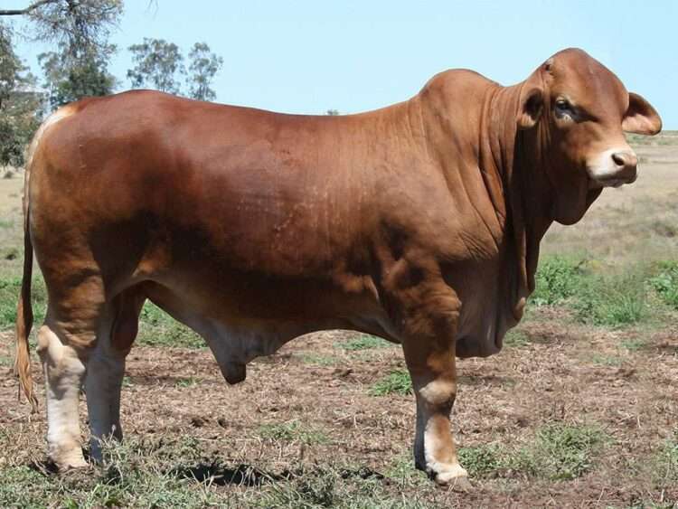 Minlacowie Zace 1-1 (P)