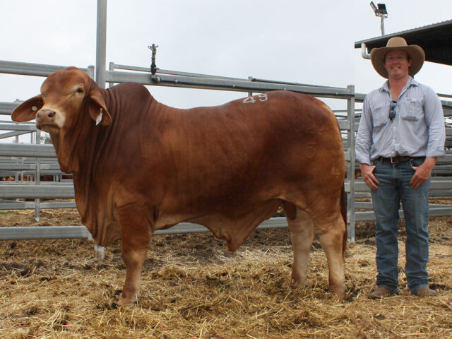 Lot 49, Minlacowie Camelot 10022 (PP) (AI) D3