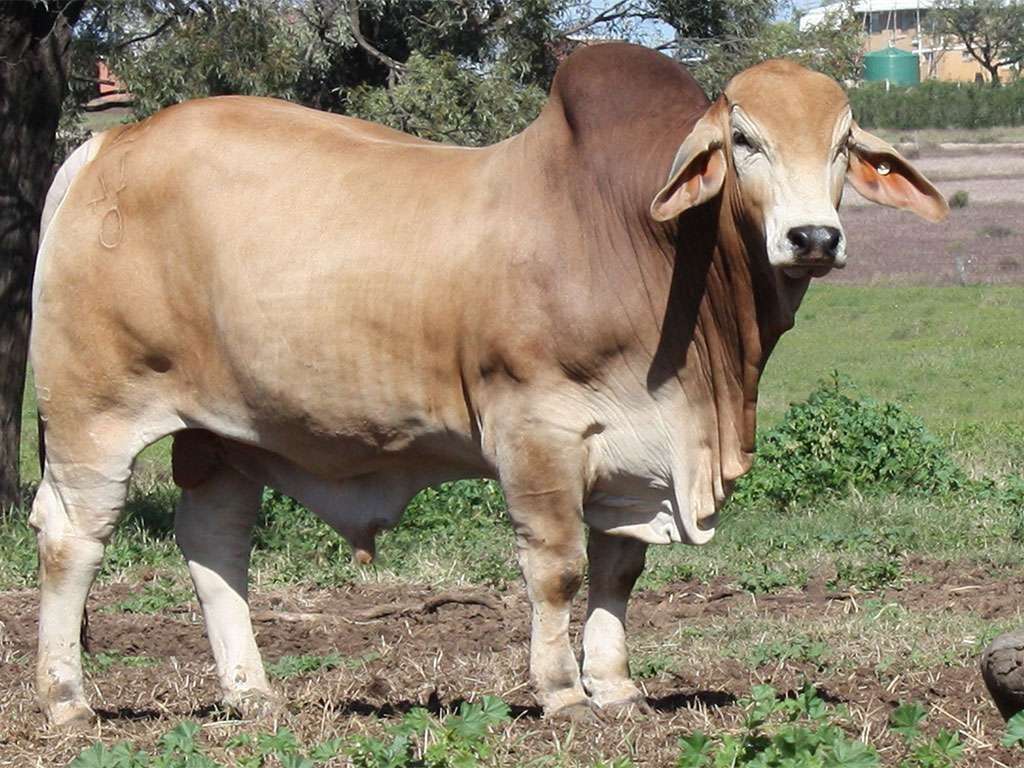 Lot 5 Minlacowie Yankee