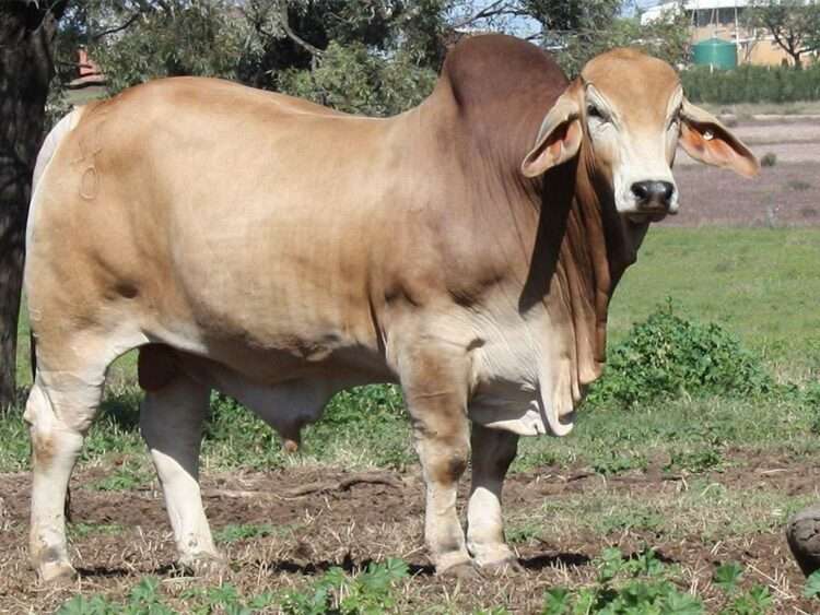 Minlacowie Yankee 14-0 (P)