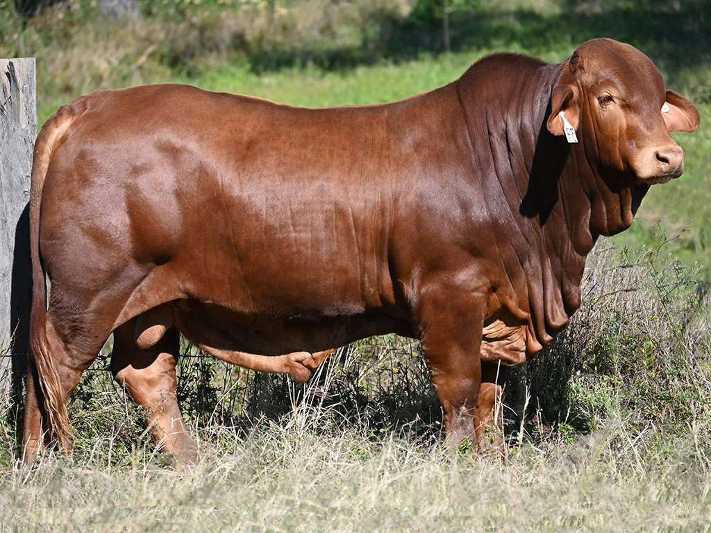 Lot 58 Konjuli GJ Eminem 1