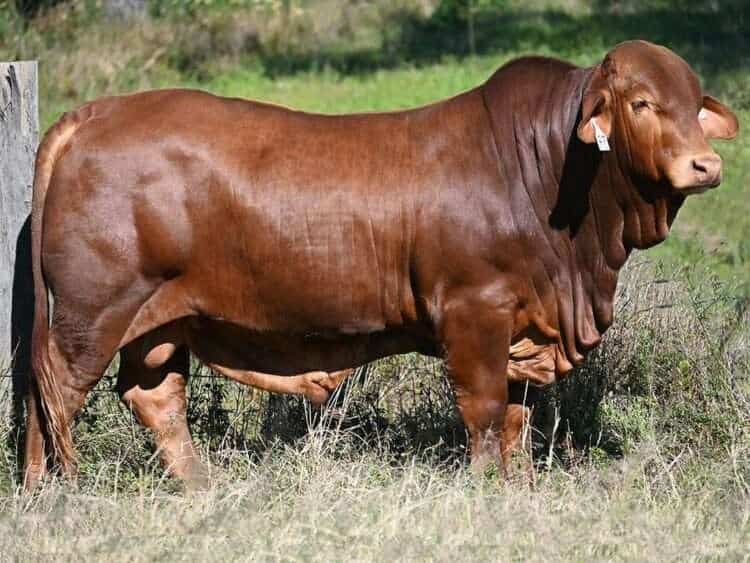 Konjuli GJ Eminem (P) D3