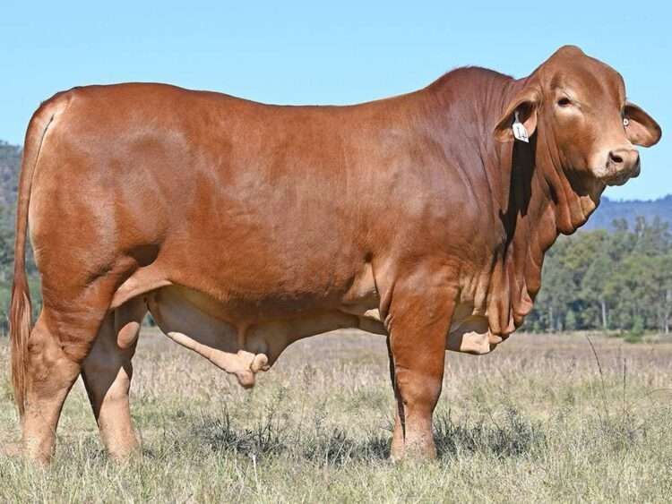 Konjuli GJ Eldorado (P) D4