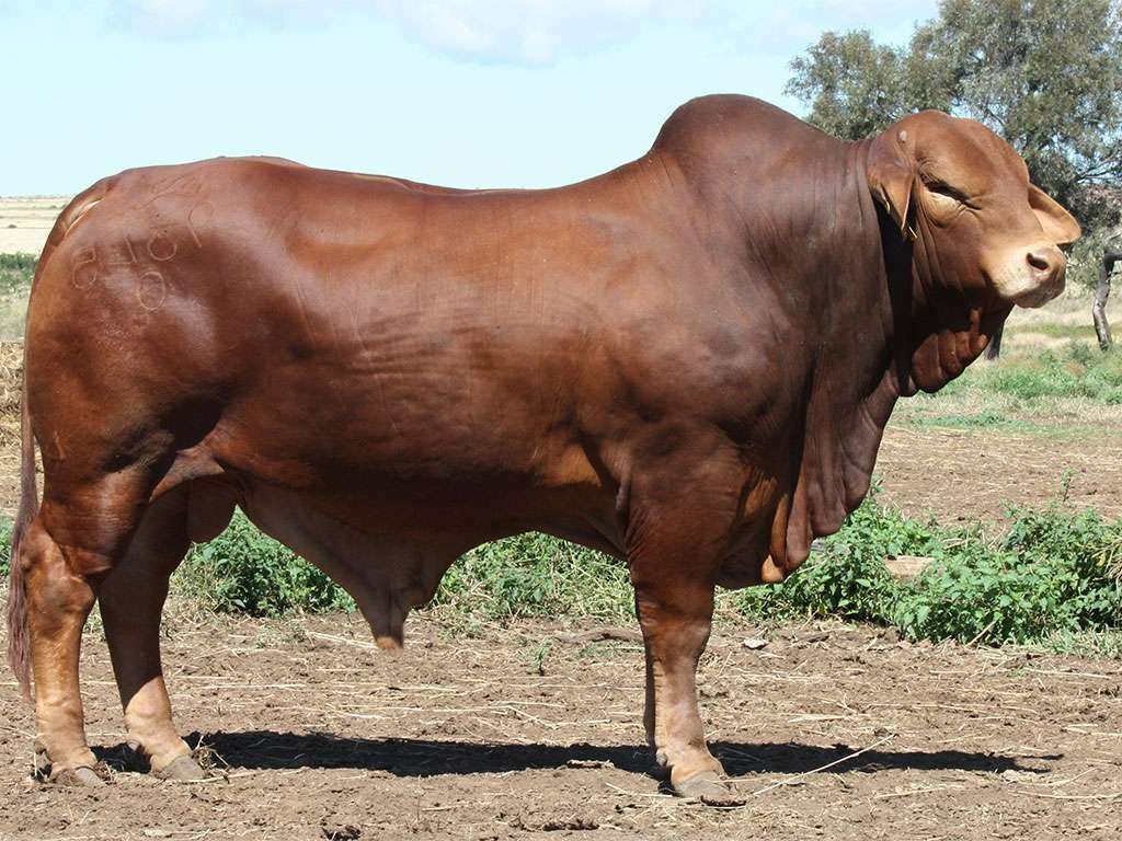 Lot 6 Minlacowie Yogi 9345