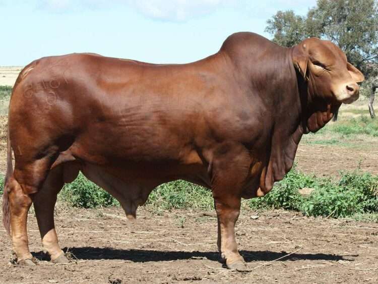 Minlacowie Yogi 9345 (P) D5