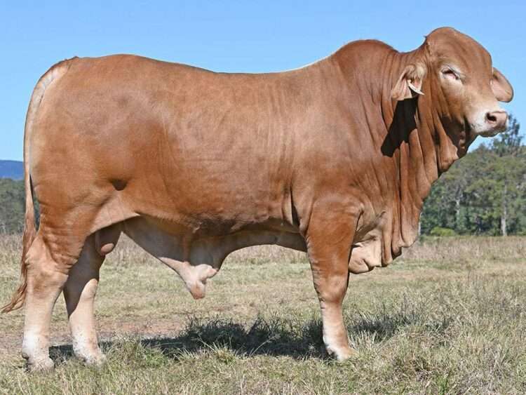 Konjuli Ollie (P) D3