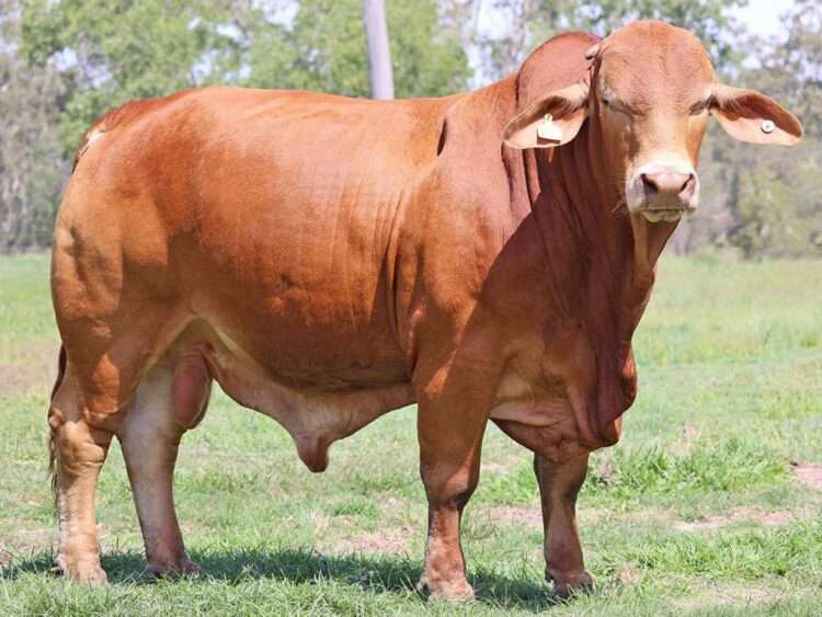 Parawanga Rhudy (P) D5