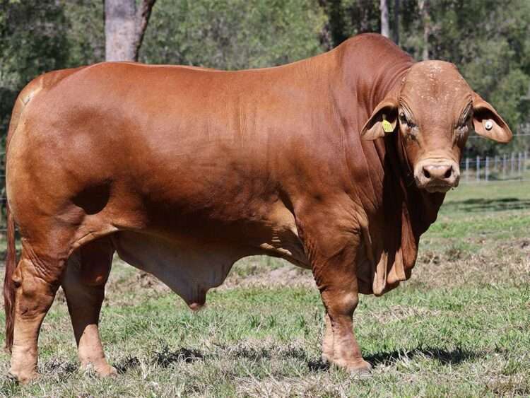 Parawanga Imperial (H) D5