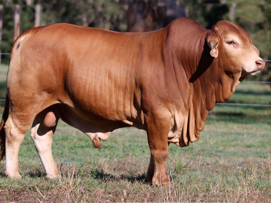 Lot 66 Kenmay 199 1