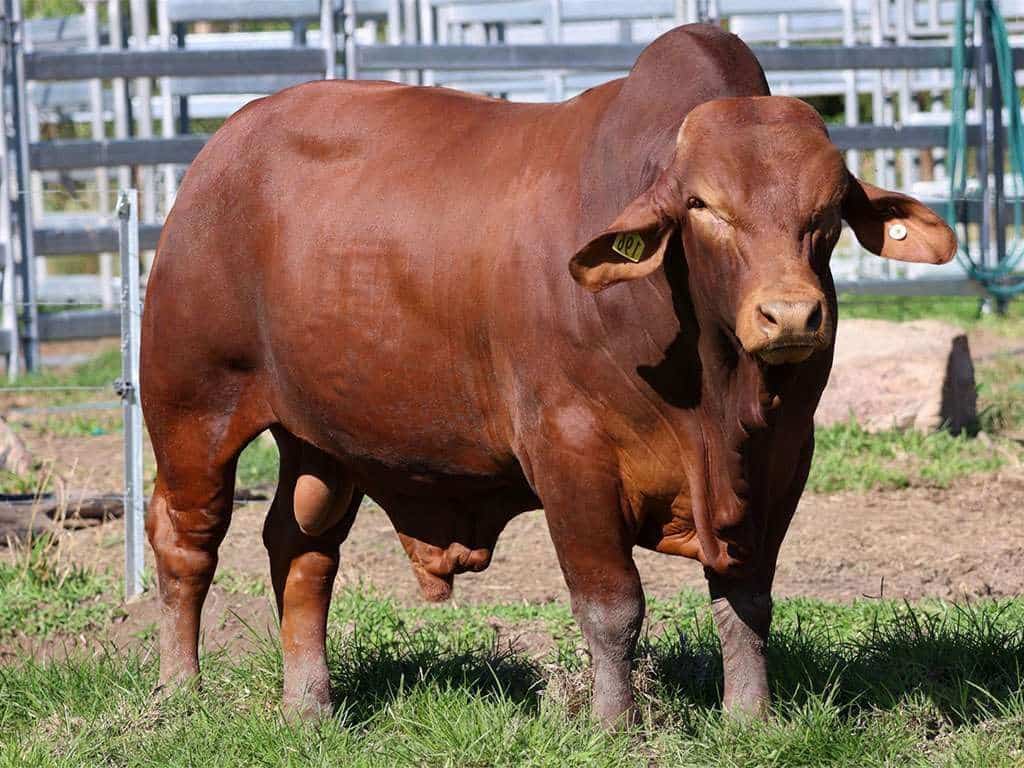 Lot 68 CQ 2022
