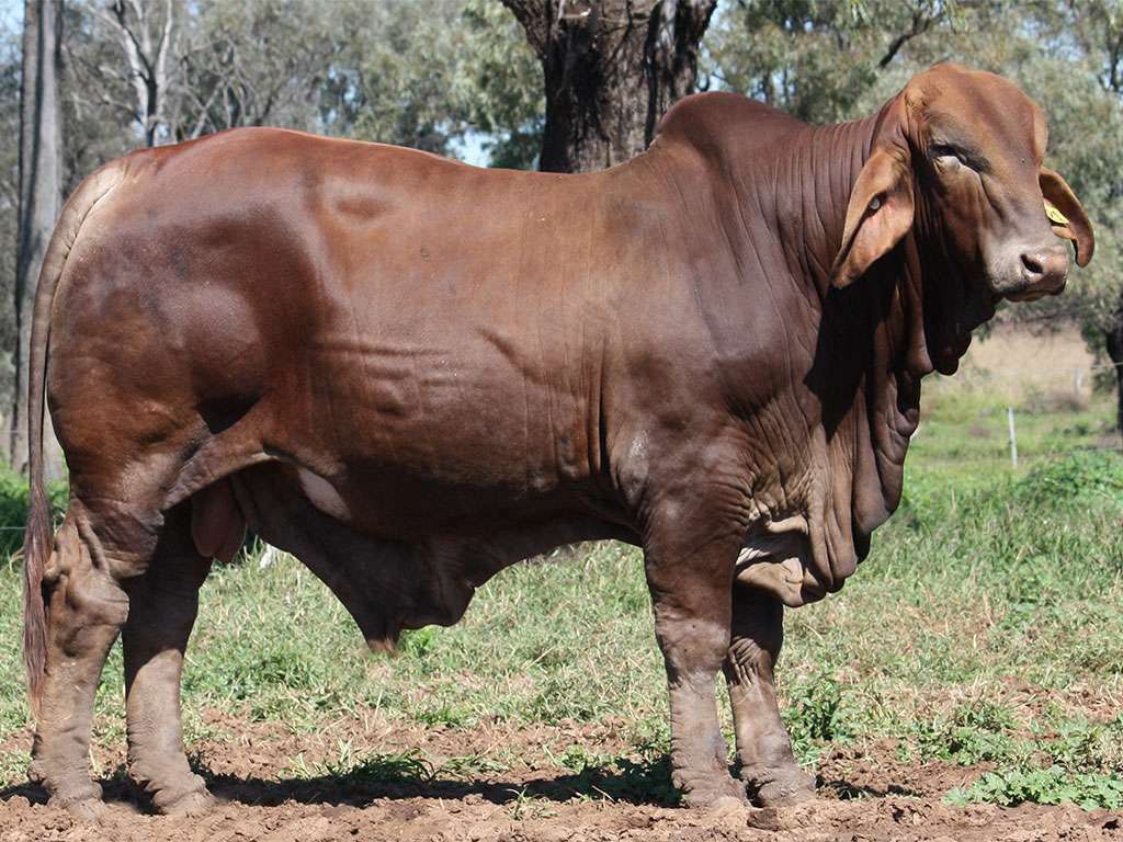 Lot 7 Minlacowie Yarman 9321