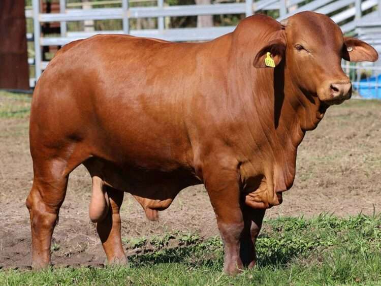 Parawanga Watalgan (S) D5