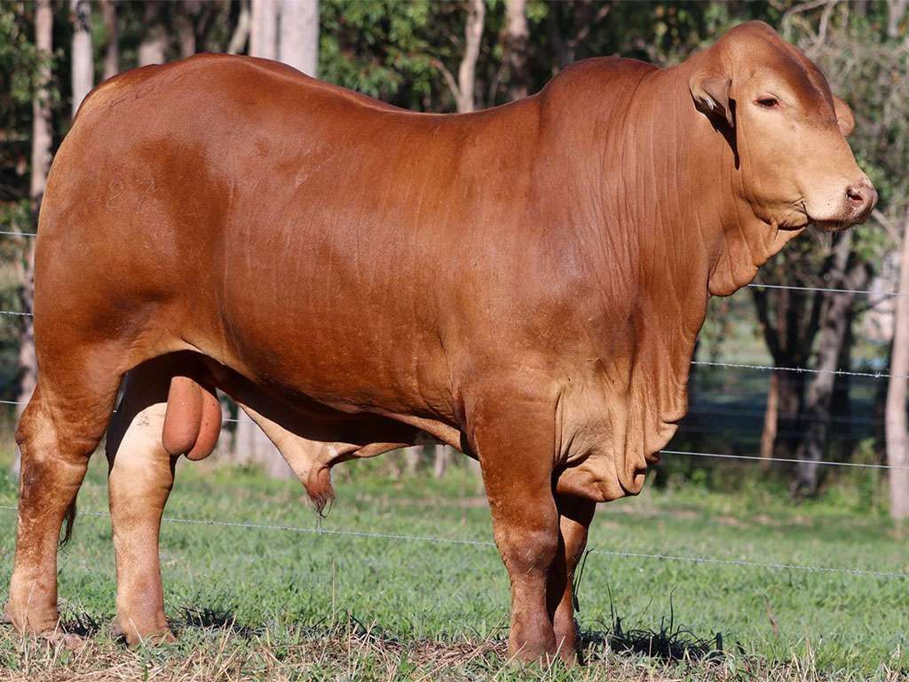 Lot 73 Parawanga Tuey