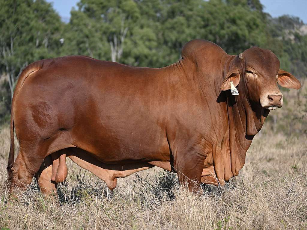 Lot 83 Wajatryn Pilgrim 1
