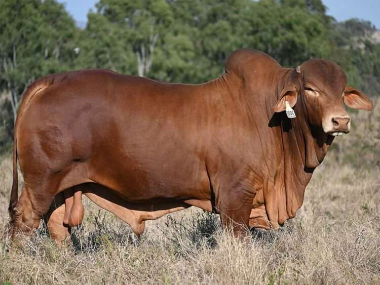 Wajatryn Pilgrim (S) D3