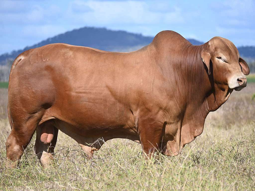 Lot 84 Wajatryn Packer