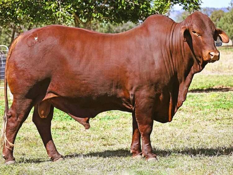 Wajatryn Patrol (P) D5