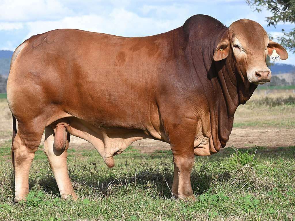Lot 86 Wajatryn HB 3109 CQ Invit sale